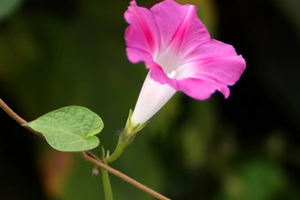 什么花的花语是囚禁