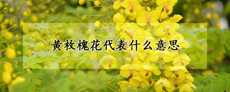 黄枚槐花代表什么意思