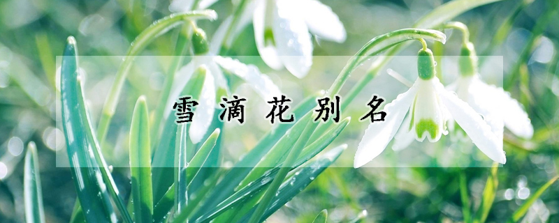 雪滴花别名