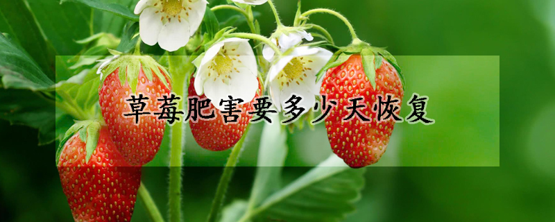 草莓肥害要多少天恢复