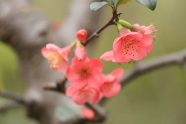 海棠花能在室内养吗