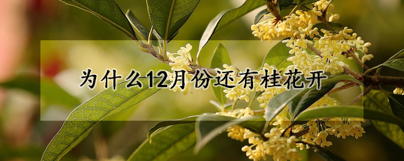 为什么12月份还有桂花开