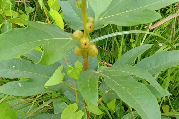 五指毛桃种苗及种植技术