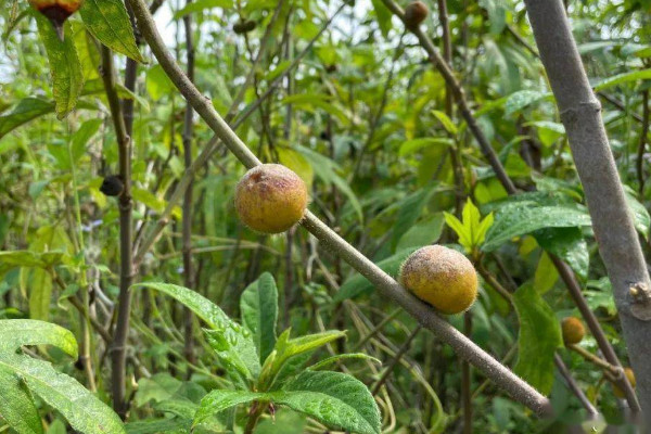 五指毛桃种苗及种植技术