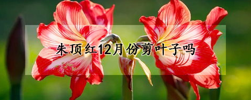 朱顶红12月份剪叶子吗