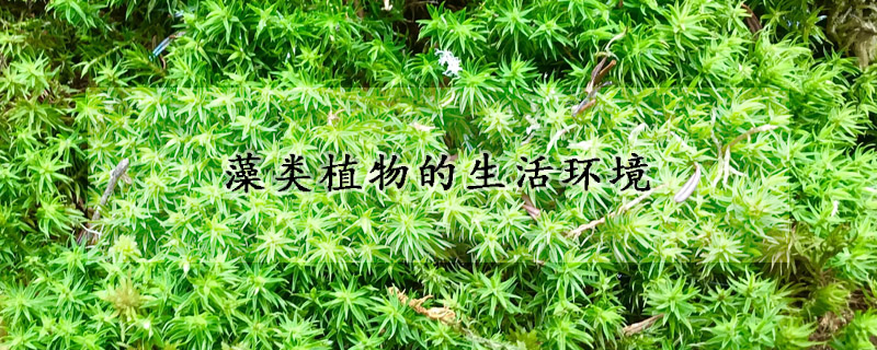 藻类植物的生活环境