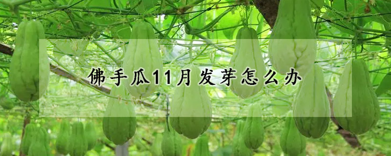 佛手瓜11月发芽怎么办