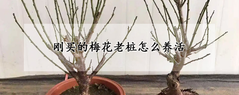 刚买的梅花老桩怎么养活