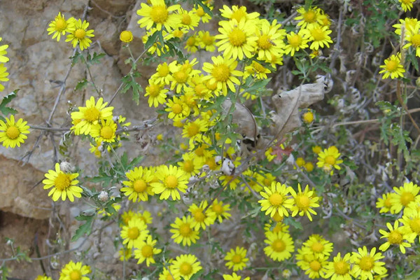 野菊花采摘花全开还是半开