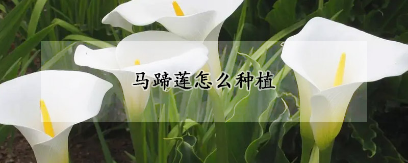 马蹄莲怎么种植