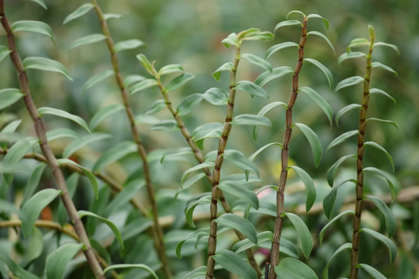 石斛的种植条件与方法