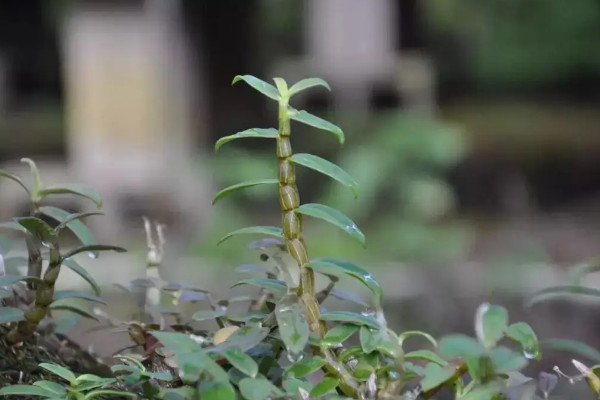 石斛的种植条件与方法