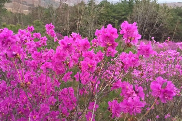 金达莱花的寓意是什么
