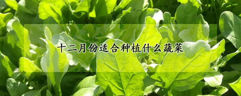 十二月份适合种植什么蔬菜