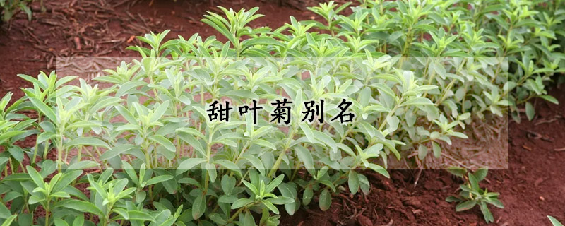 甜叶菊别名