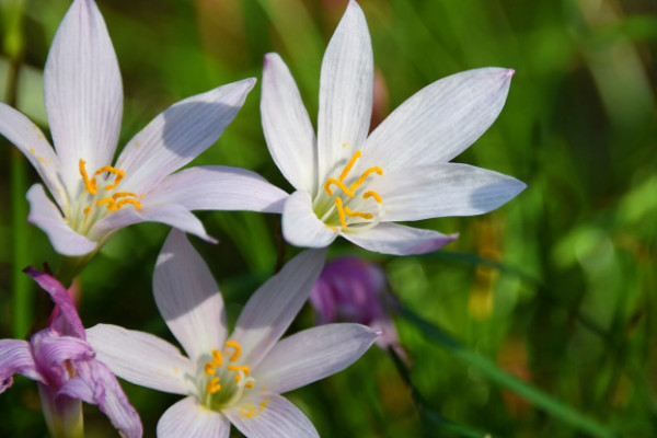 韭菜莲一年开几次花