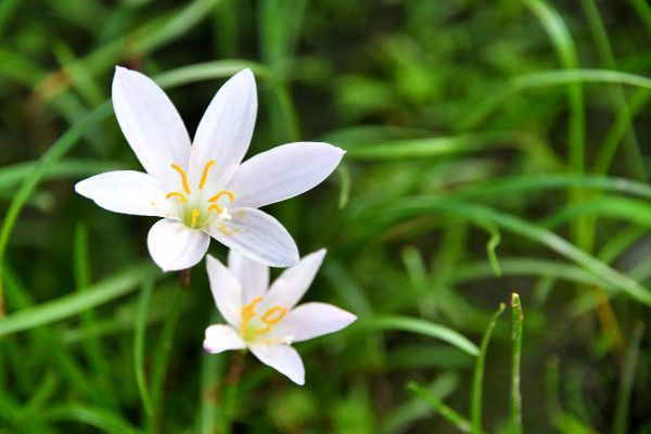 韭菜莲一年开几次花