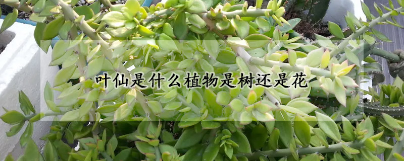 叶仙是什么植物是树还是花