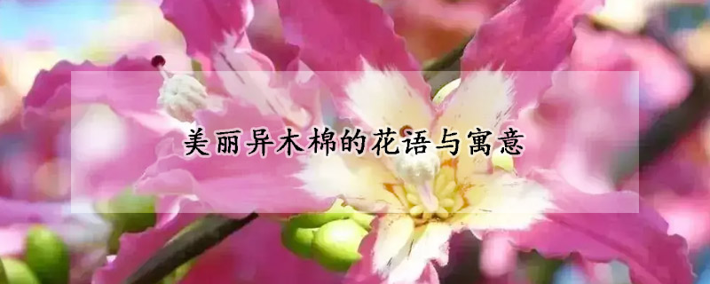 美丽异木棉的花语与寓意