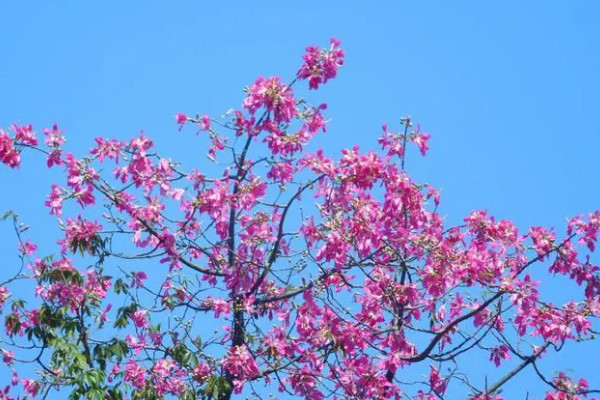 美丽异木棉的花语与寓意