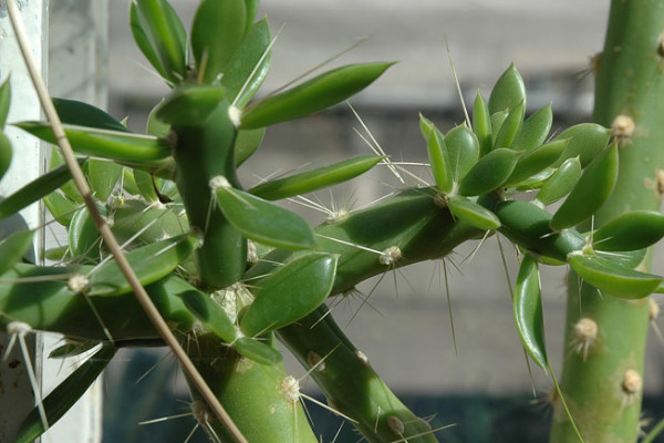 叶仙是什么植物是树还是花