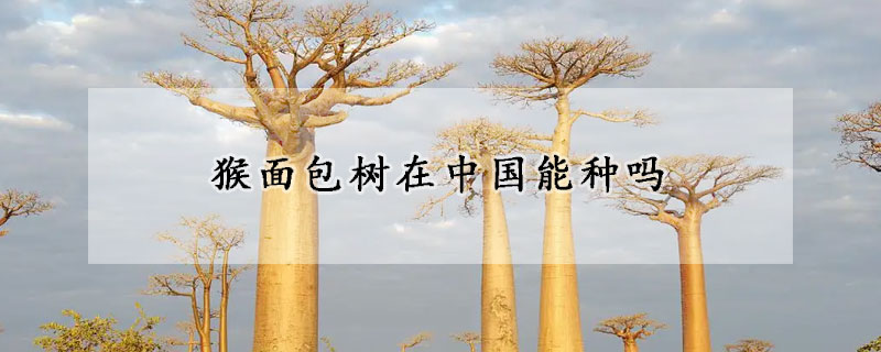 猴面包树在中国能种吗