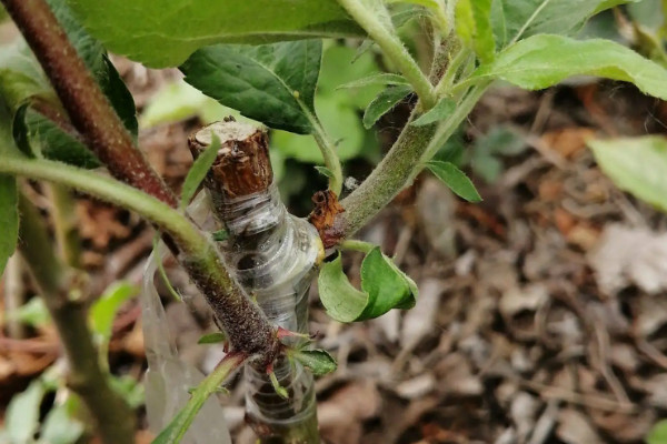 苹果种子的生长过程