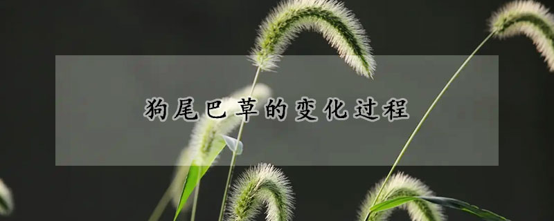 狗尾巴草的变化过程