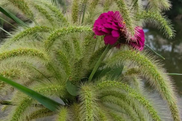 狗尾巴草的变化过程