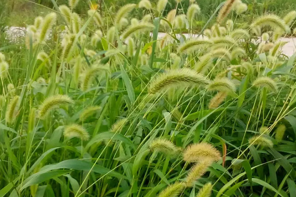 狗尾巴草的变化过程