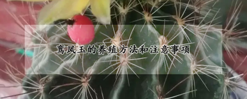 鸾凤玉的养殖方法和注意事项