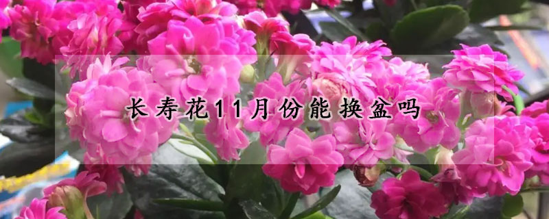 长寿花11月份能换盆吗