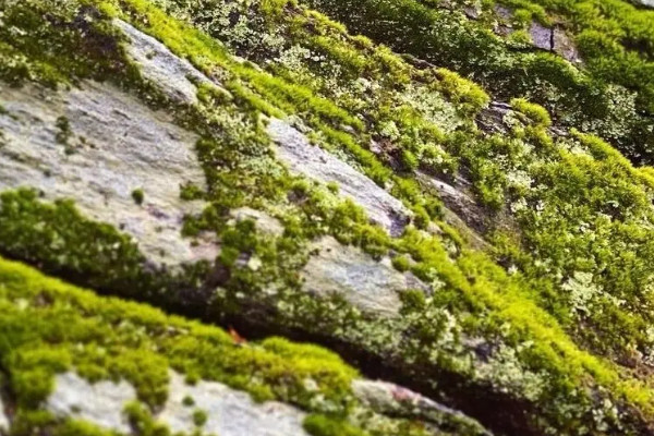 藻类植物的生活环境