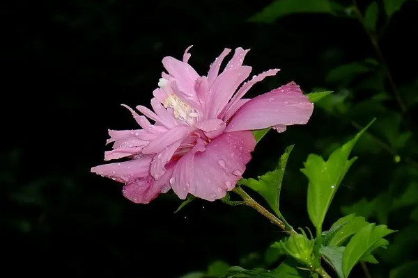 木槿花的养殖方法与繁殖技术