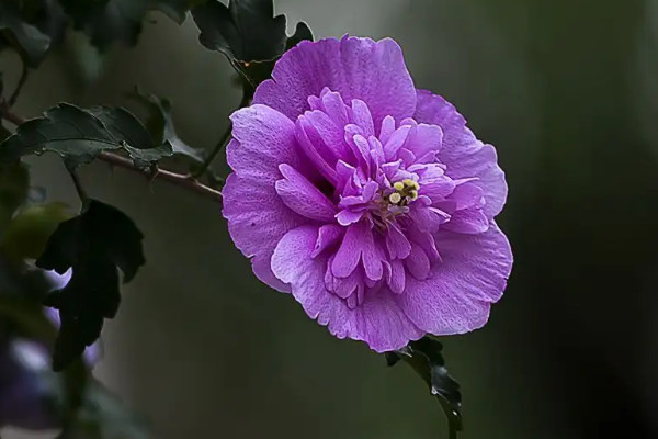 木槿花的养殖方法与繁殖技术