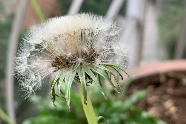 蒲公英的变化过程