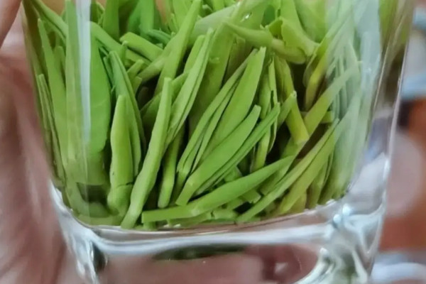 湄潭翠芽属于什么茶,湄潭翠芽是不是绿茶