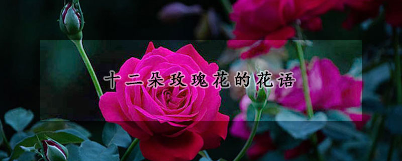 十二朵玫瑰花的花语