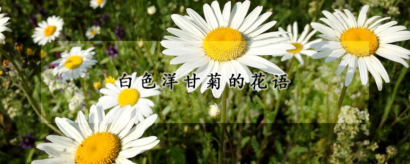 白色洋甘菊的花语