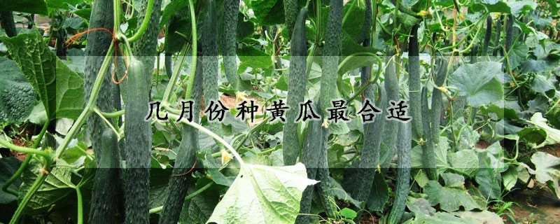 几月份种黄瓜最合适