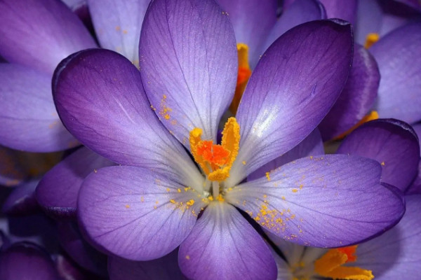 藏红花能开几次花