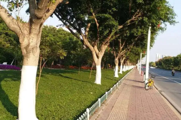 为什么树干白石灰只刷一米