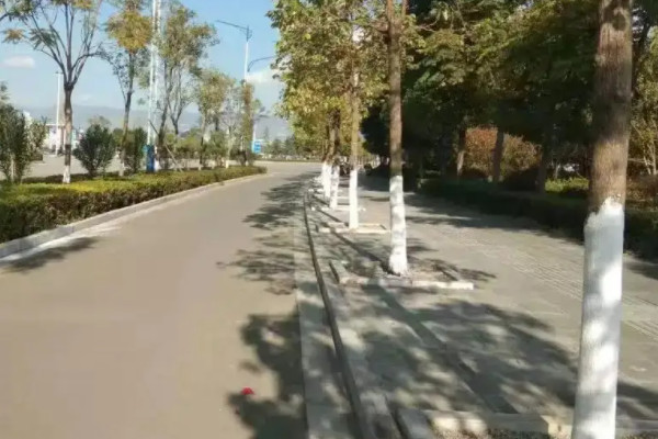 为什么树干白石灰只刷一米