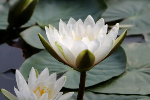 植物靠什么传播种子