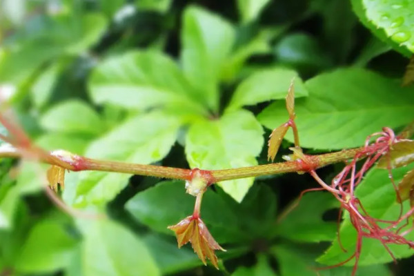 爬山虎是常绿植物吗