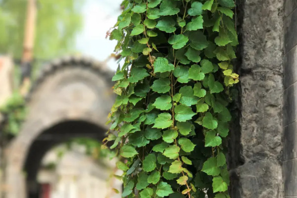 爬山虎是常绿植物吗