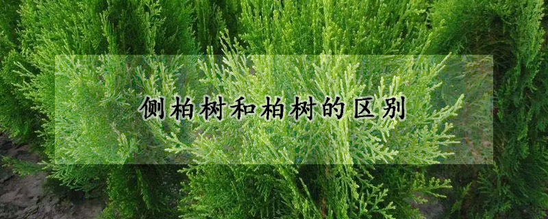 侧柏树和柏树的区别