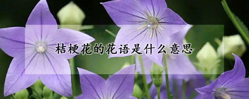 桔梗花的花语是什么意思