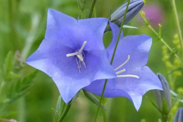 桔梗花的花语是什么意思