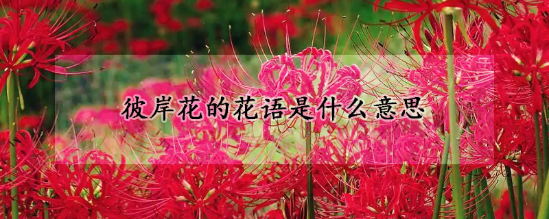 彼岸花的花语是什么意思